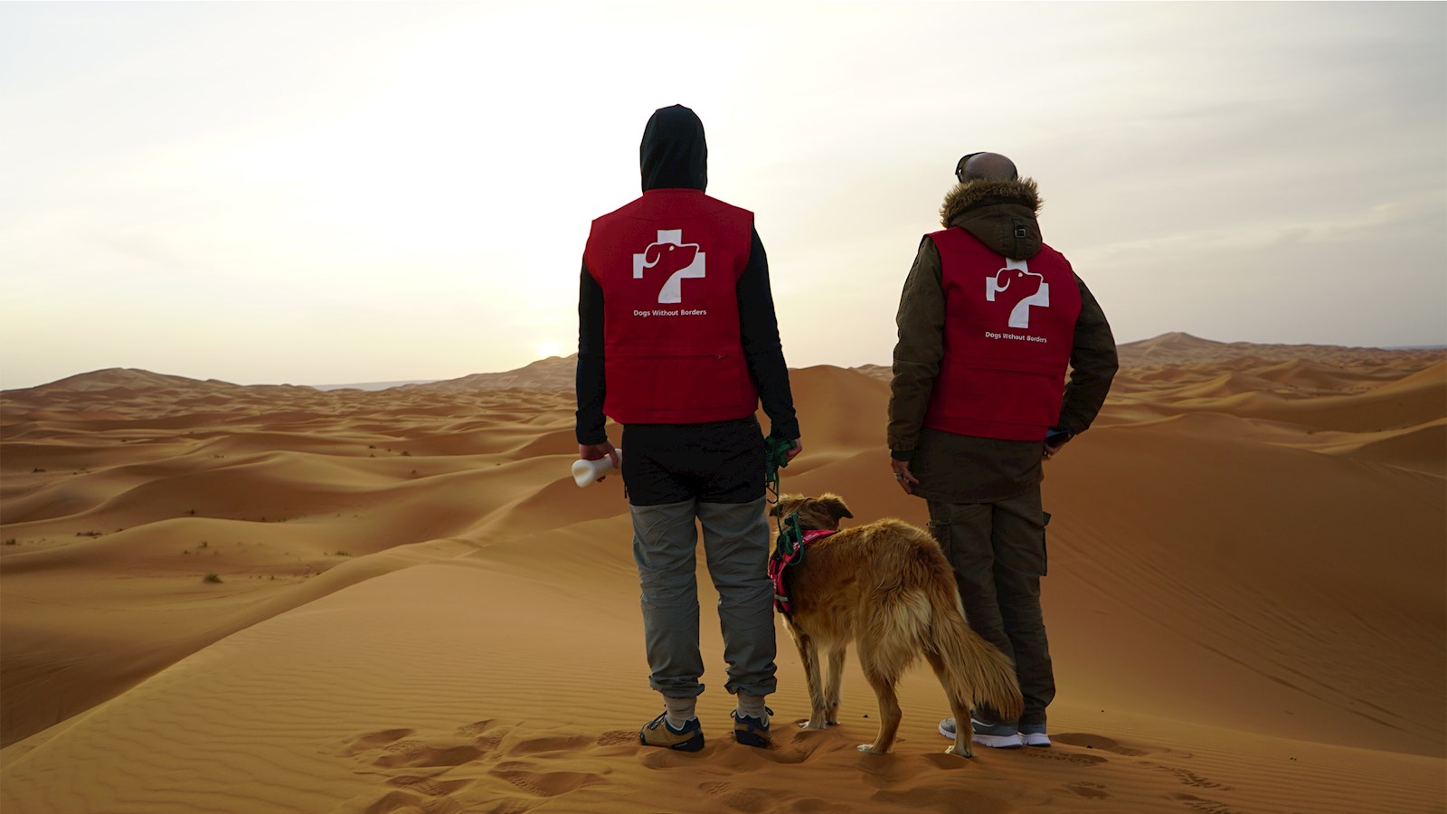 People standing with a medical detection dog in the desert