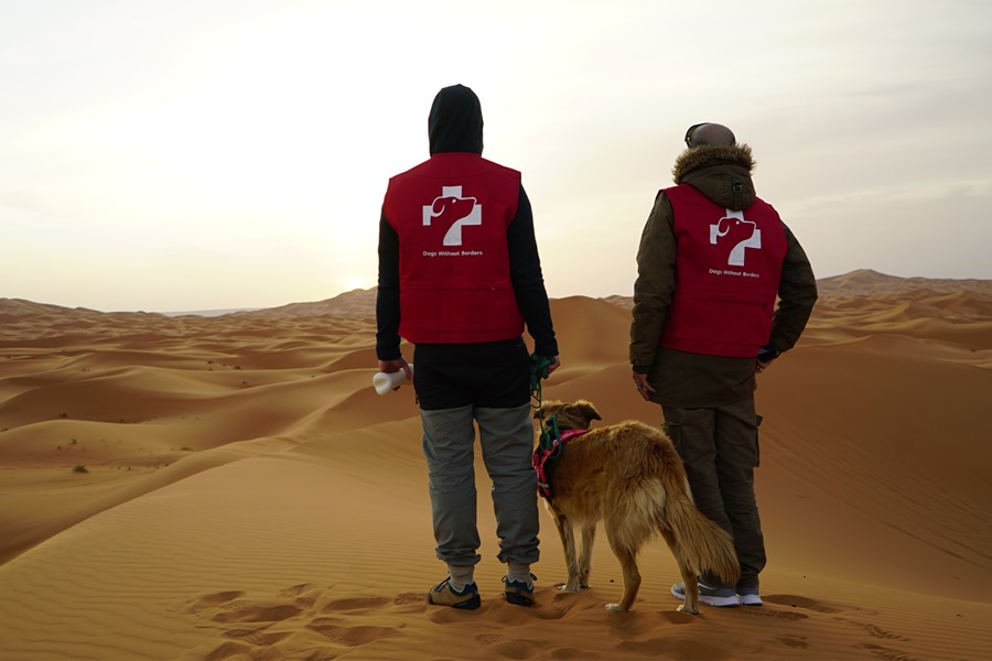 People standing with medical detection dog in the desert