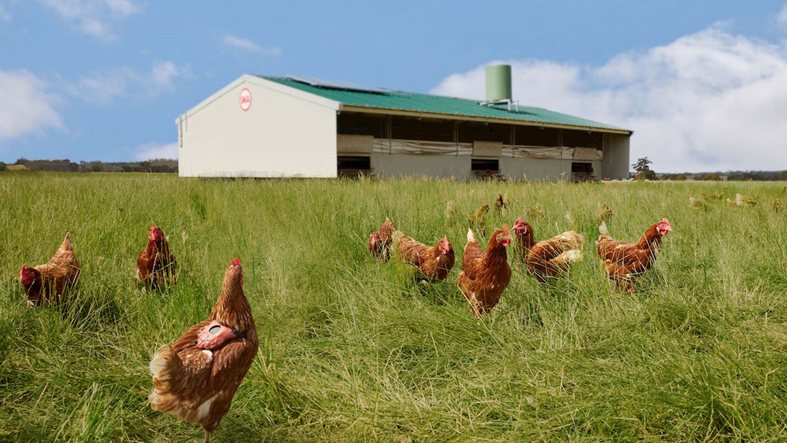 Free range chickens in a field with FitChix counters on them