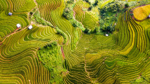 Arial picture of rice fields