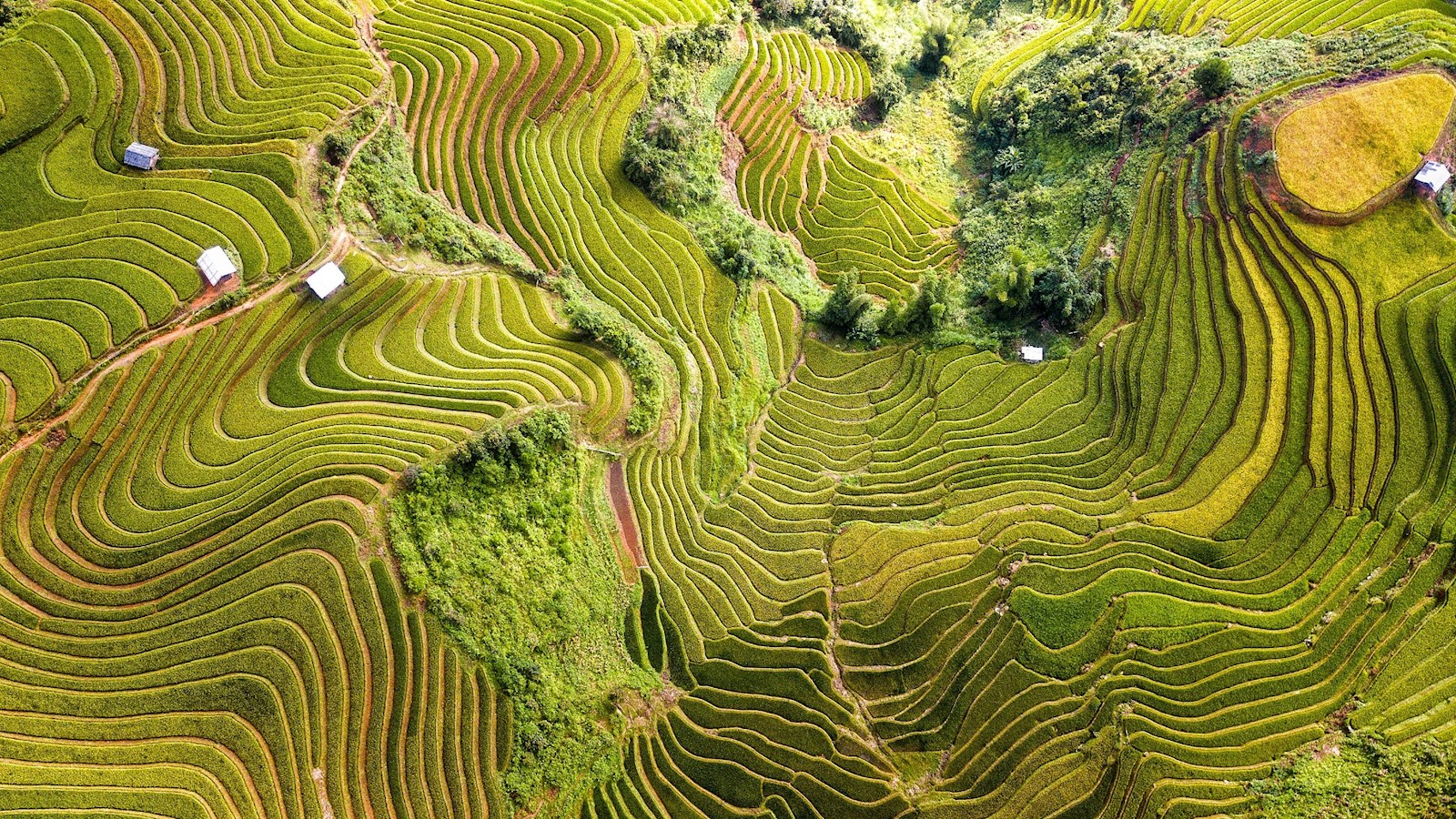 Aerial view of rice terrace / field