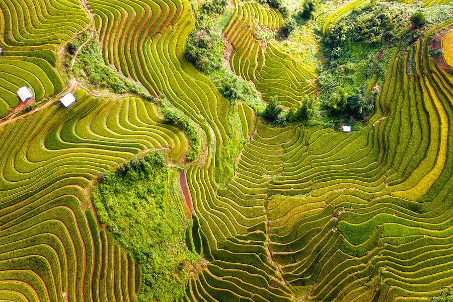 Aerial view of rice fields